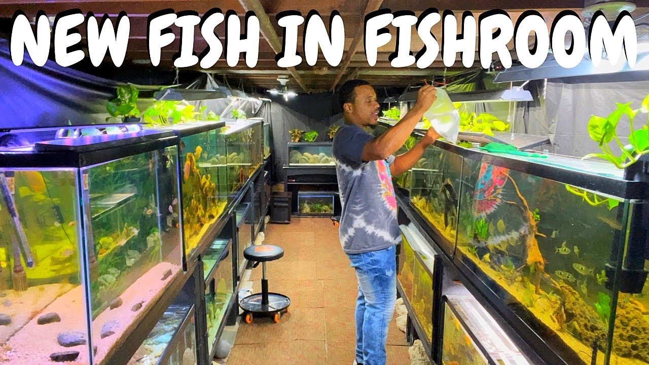 I Bought A NEW Aquarium Fish *Rare*