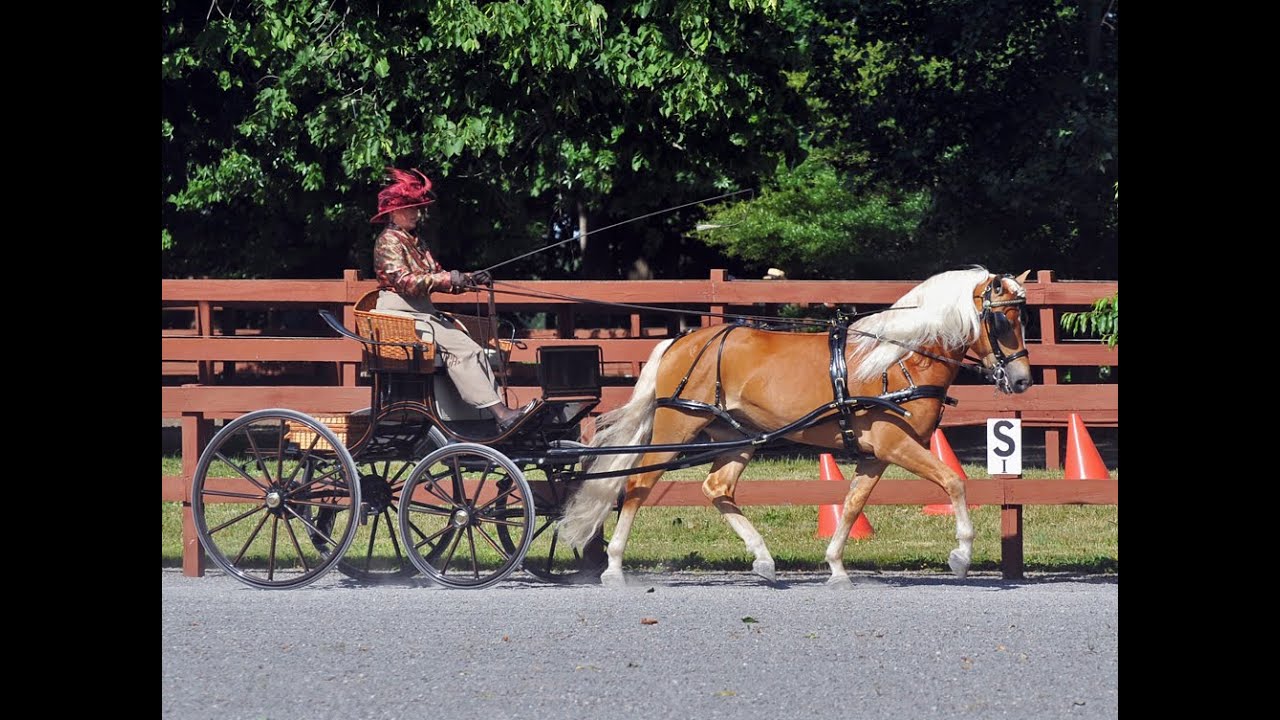RANDY BIRD •  CARRIAGE DRIVING TRAINING