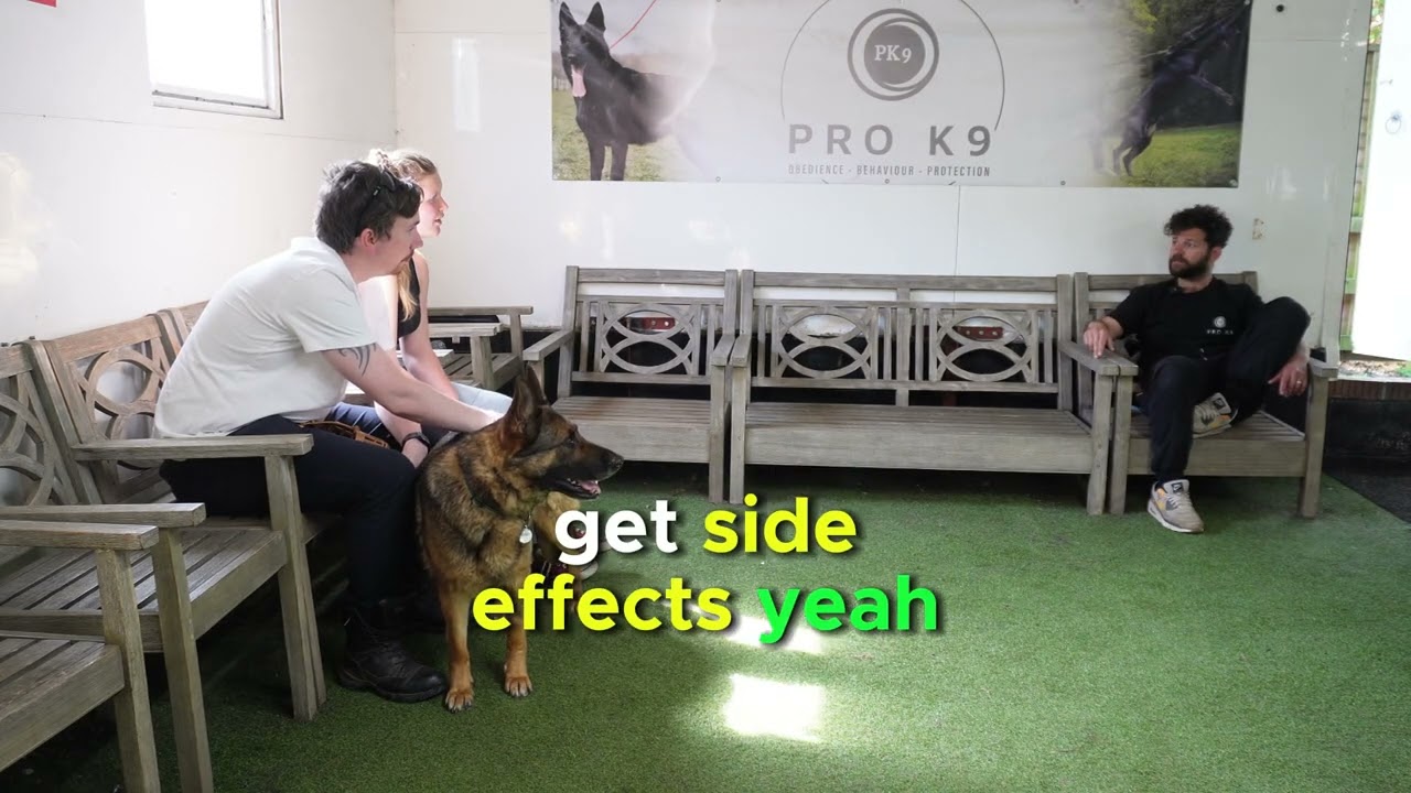 German Shepherd nearly kills Dog.  Is it fixable ?