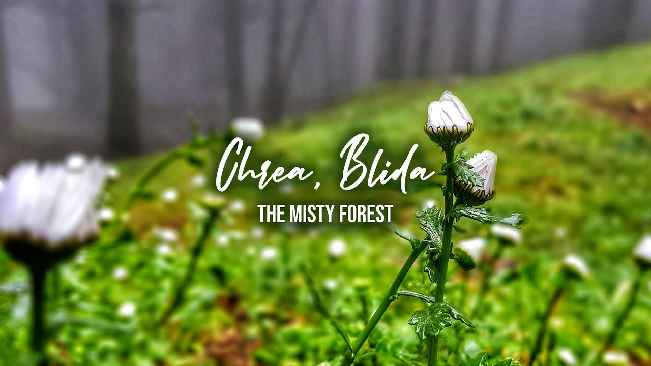 Chrea, Blida - The Misty Forest (v2) | الحديقة الوطنية الشريعة - البليدة