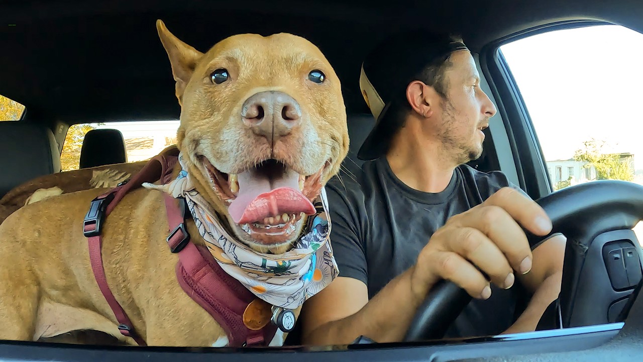 2500 миль незапланированных приключений с моей собакой ❤️🐕 Пересечение страны с моим лучшим друго...