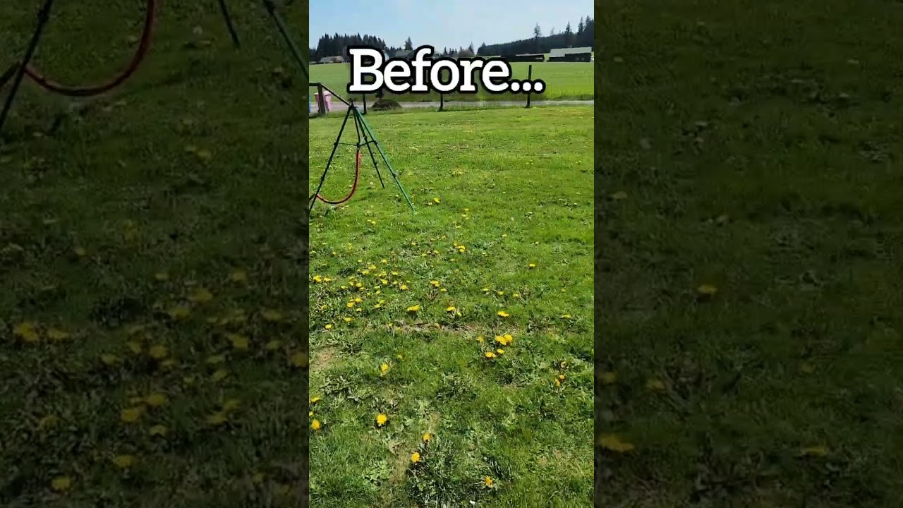 Scotts Weed & Feed Before and After