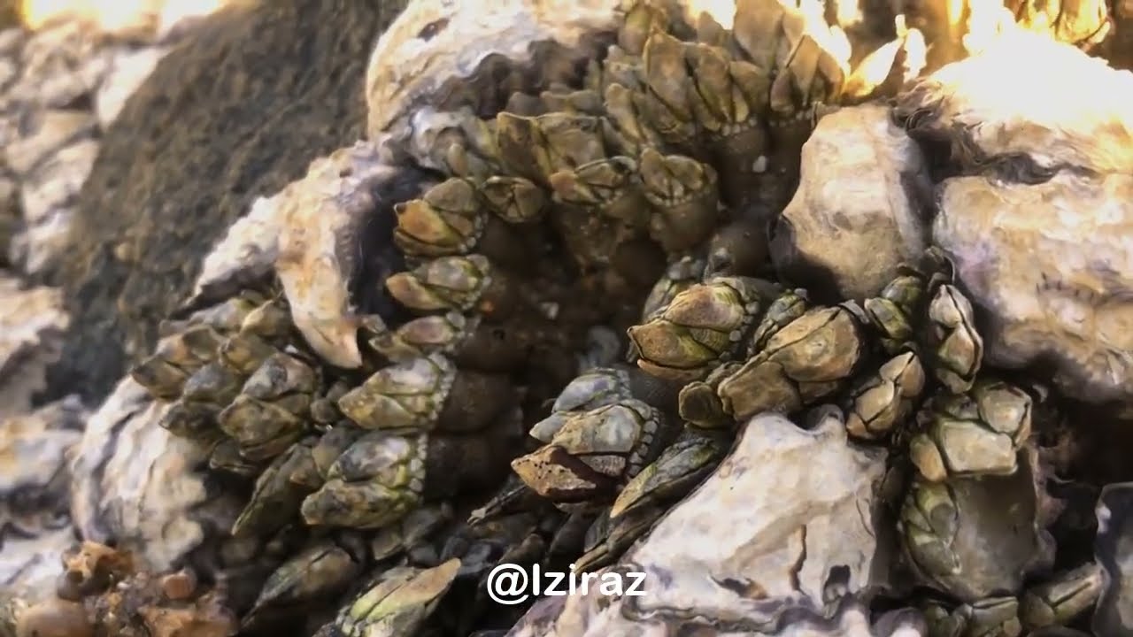 You Know What Is This? Episode 145