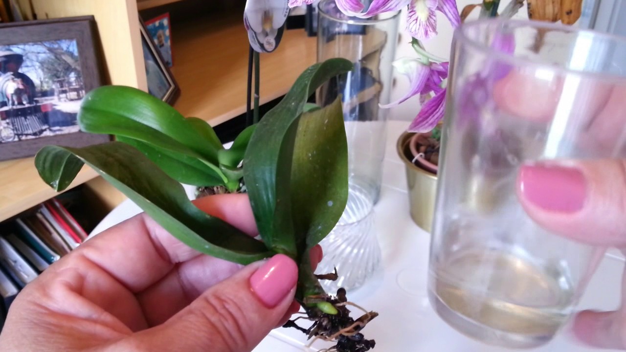Orquídea cultivada na água fica estressada???  Dúvidas