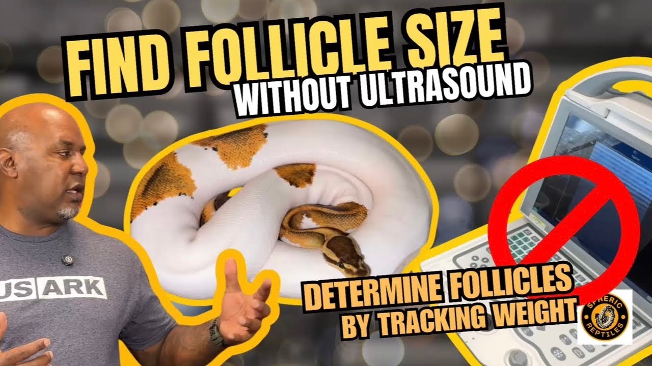 Breeding Ball Pythons Without Ultrasound: The Weight Method