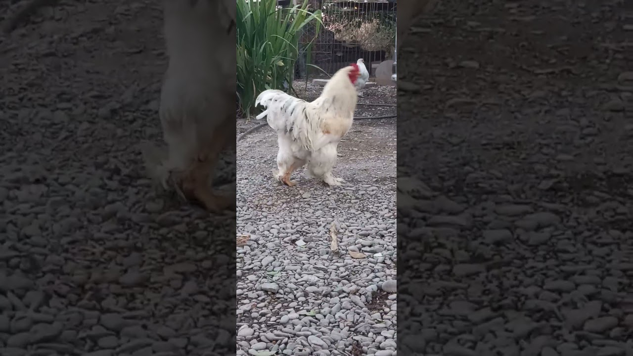 Gallo brahma splash de leonado salta arg.