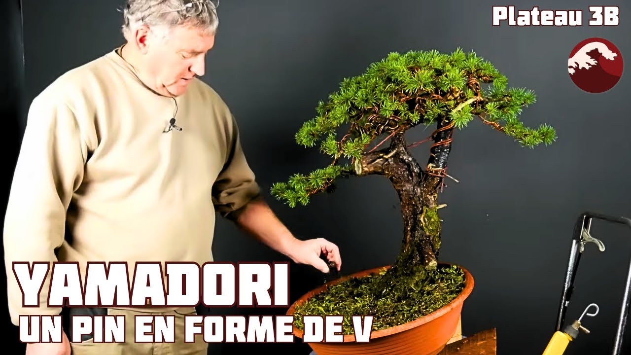 Processus de Création d'un Bonsaï à Partir d'un Yamadori - LE V - Partie I - 🌱 NEJIKAN BONSAÏ 🌱