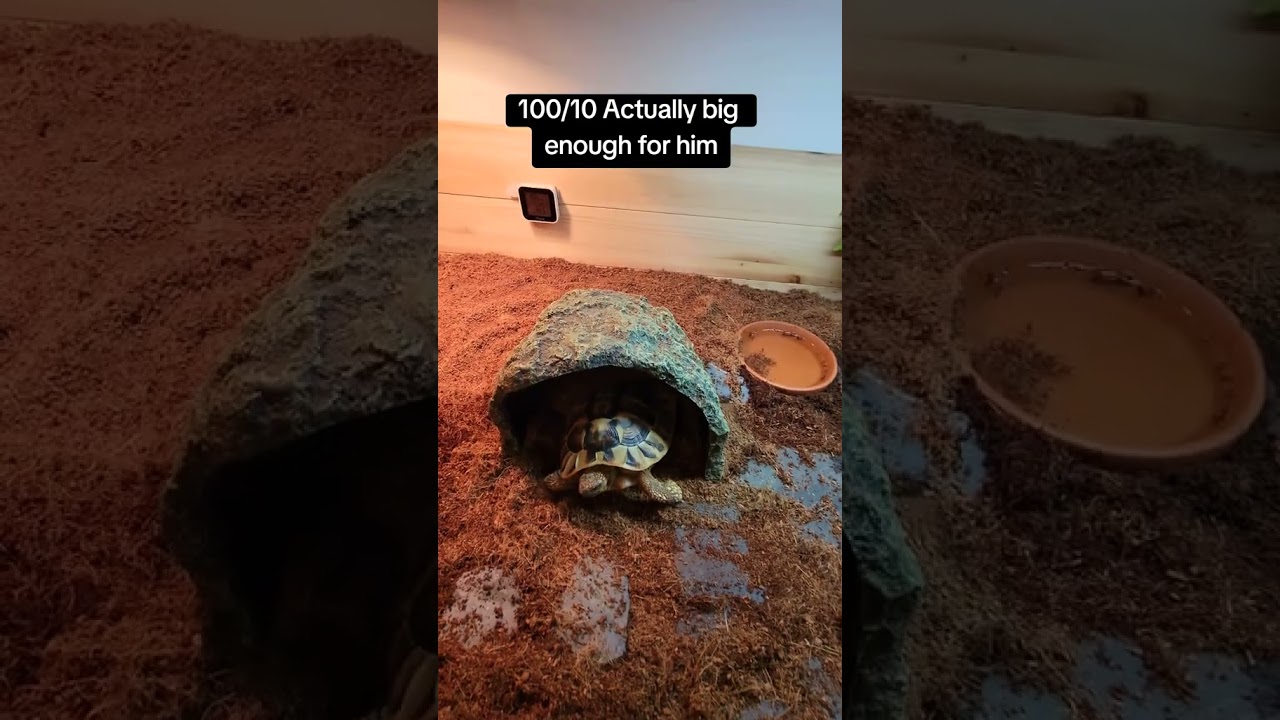 #pettortoise #tortoisecare #tortoiseenclosure