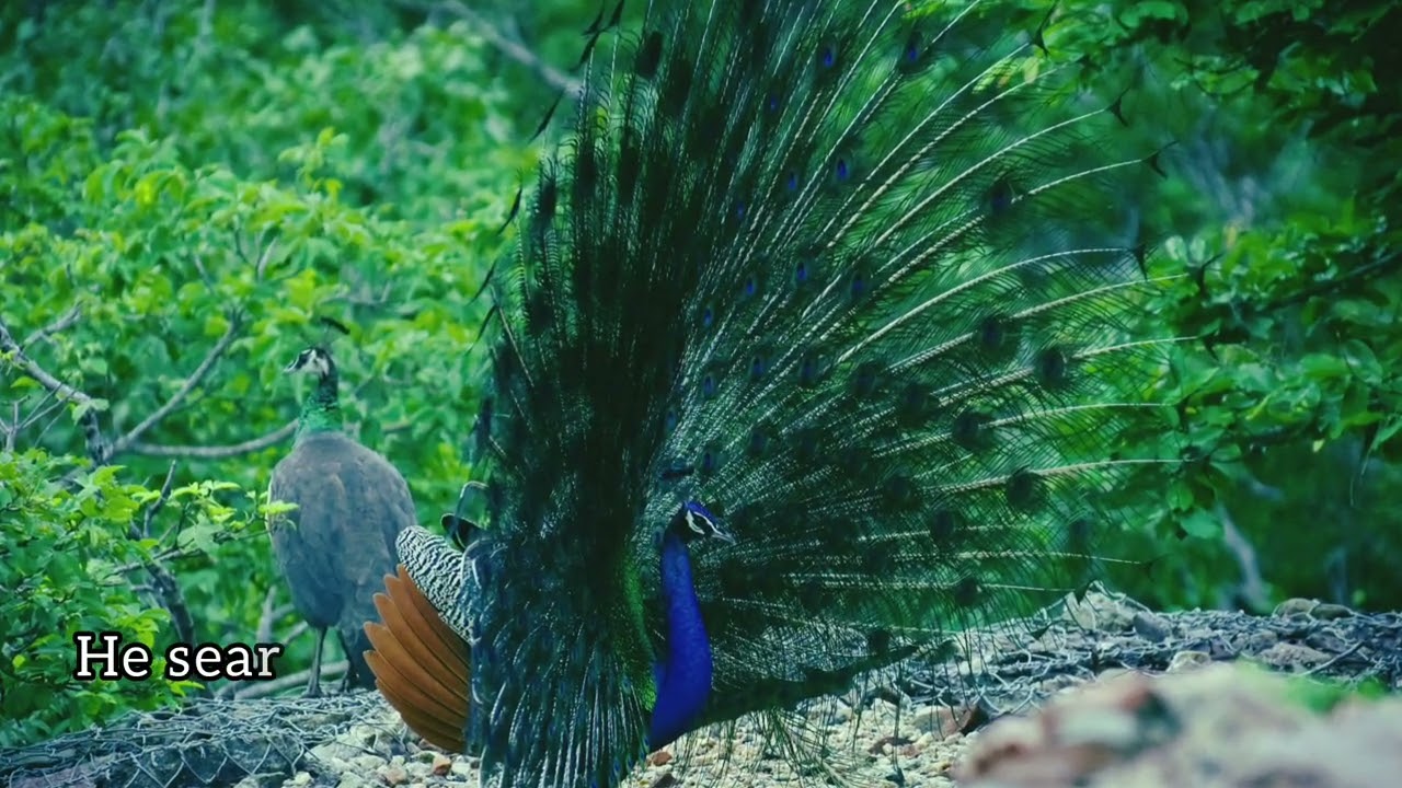 Peacock's Pride / Romance in the wild