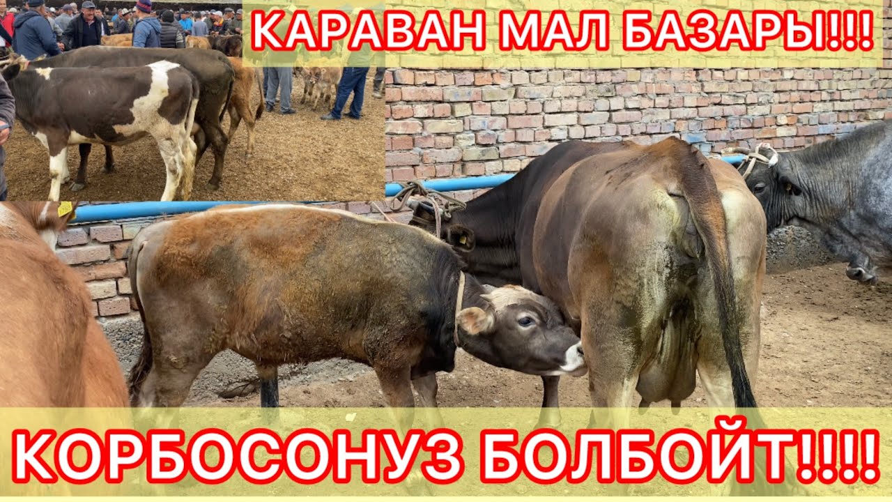 КАРАВАН МАЛ БАЗАРЫ КЫЗЫДЫ!!! Малдардын туру чыкты!!!!