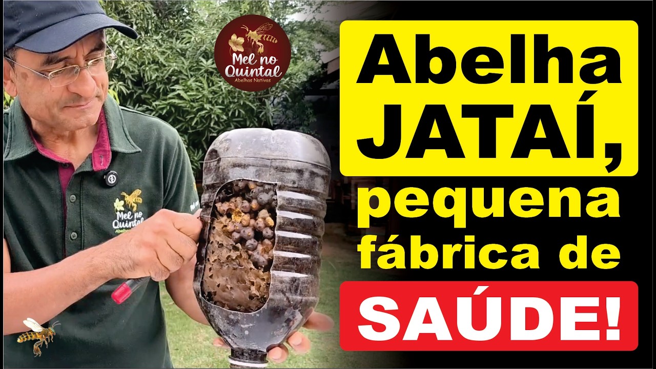 Como criar ABELHAS SEM FERR&Atilde;O e ter sucesso!