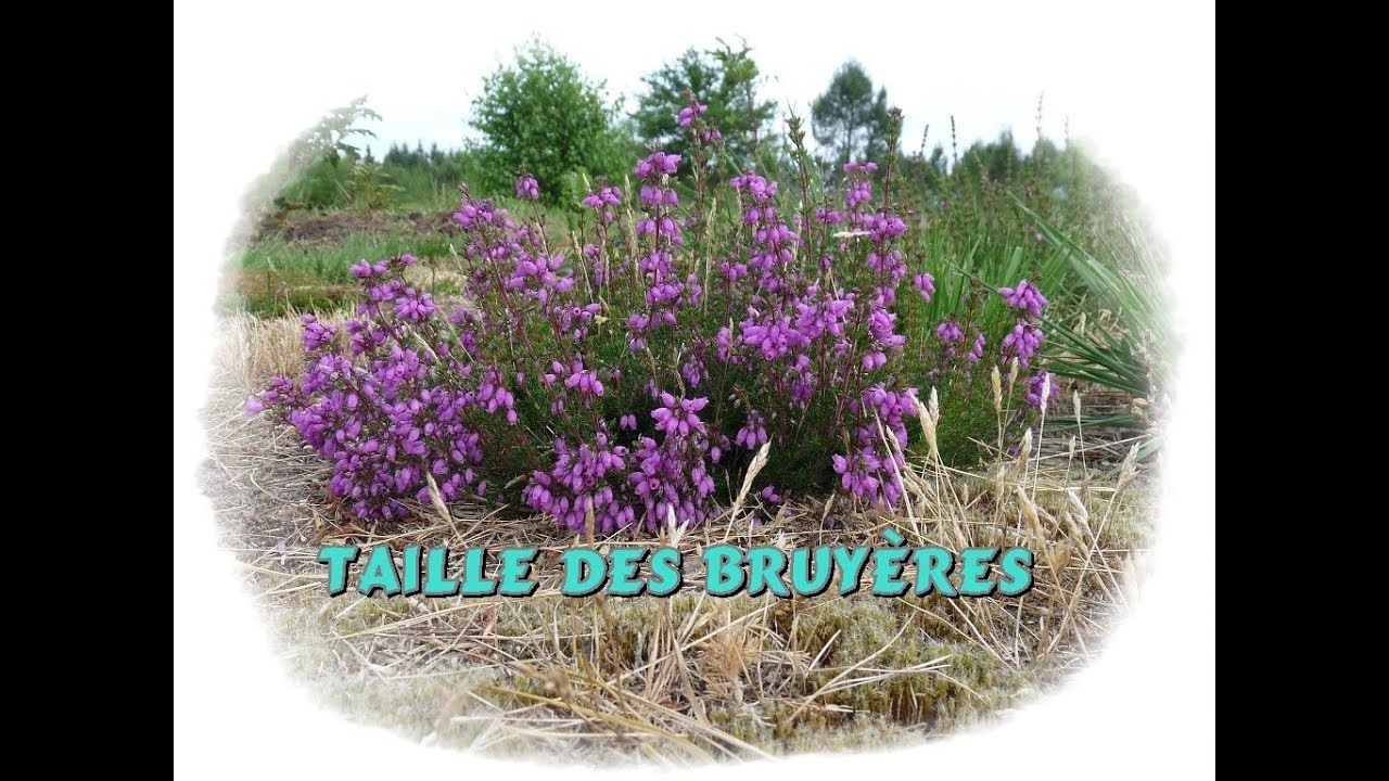 Taille de bruyères - Monjardindansleslandes