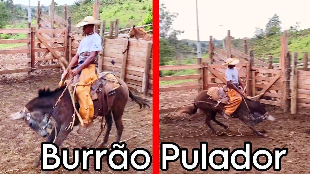 “Burrão Tordilho Pulou na segunda Montada”