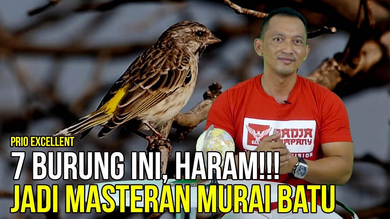 BAHAYA!! 7 Burung Ini Haram Dipakai Untuk Pemasteran Murai Batu!