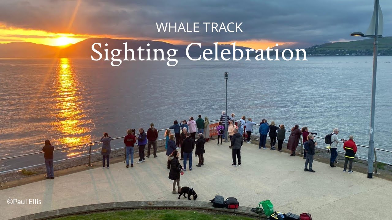 Whale Track Sighting  Celebration 2024
