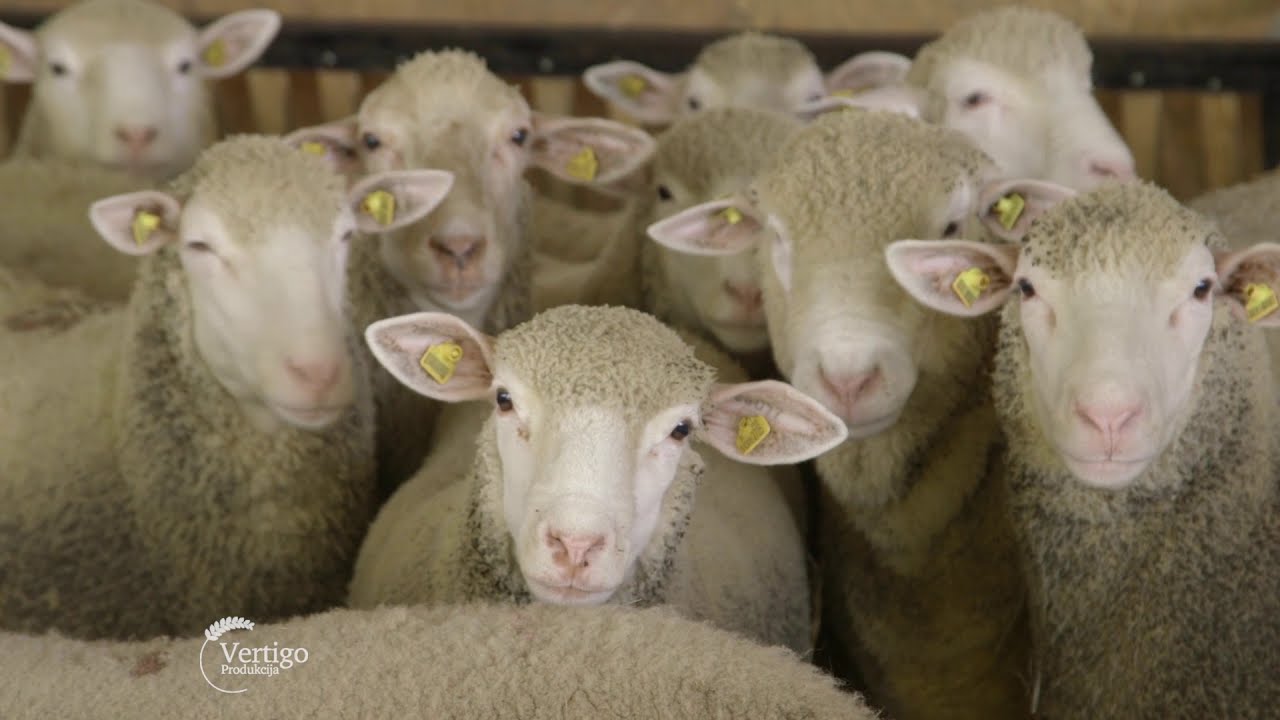 Farma ILE de France ovaca u selu Klenje - U nasem ataru 767