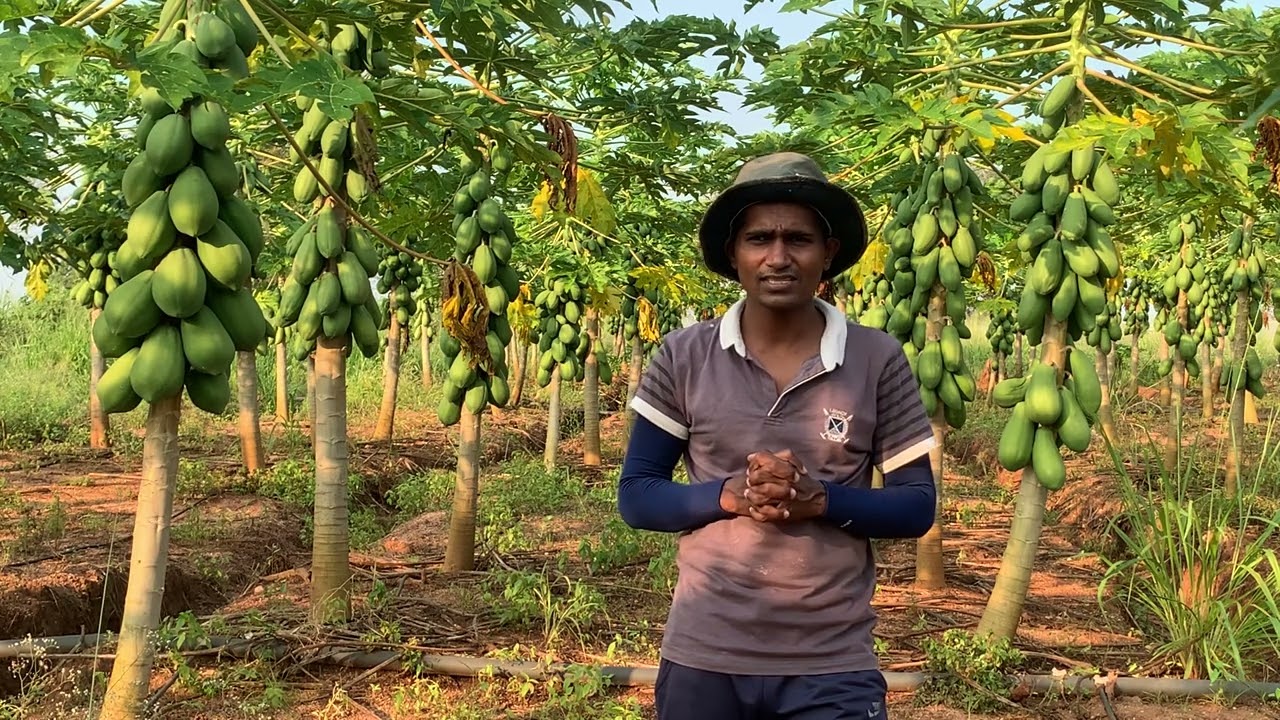 ගස්ලබු වගාවේ රහස් දැන ගන්න ✌️
