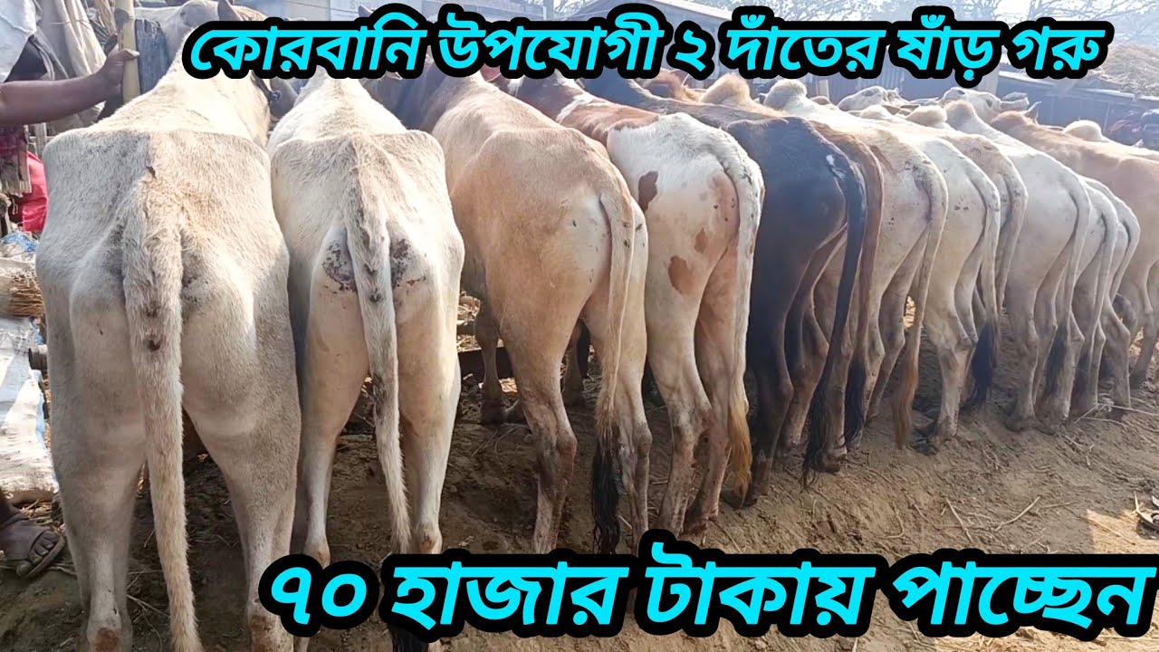 ২৬/০১/২০২৬/ কোরবানি উপযোগী ২ দাঁতের ষাঁড় গরুর কম দামে কিনুন সোনাইচন্ডি গরুর হাটে #cow #cow_farm #গরু