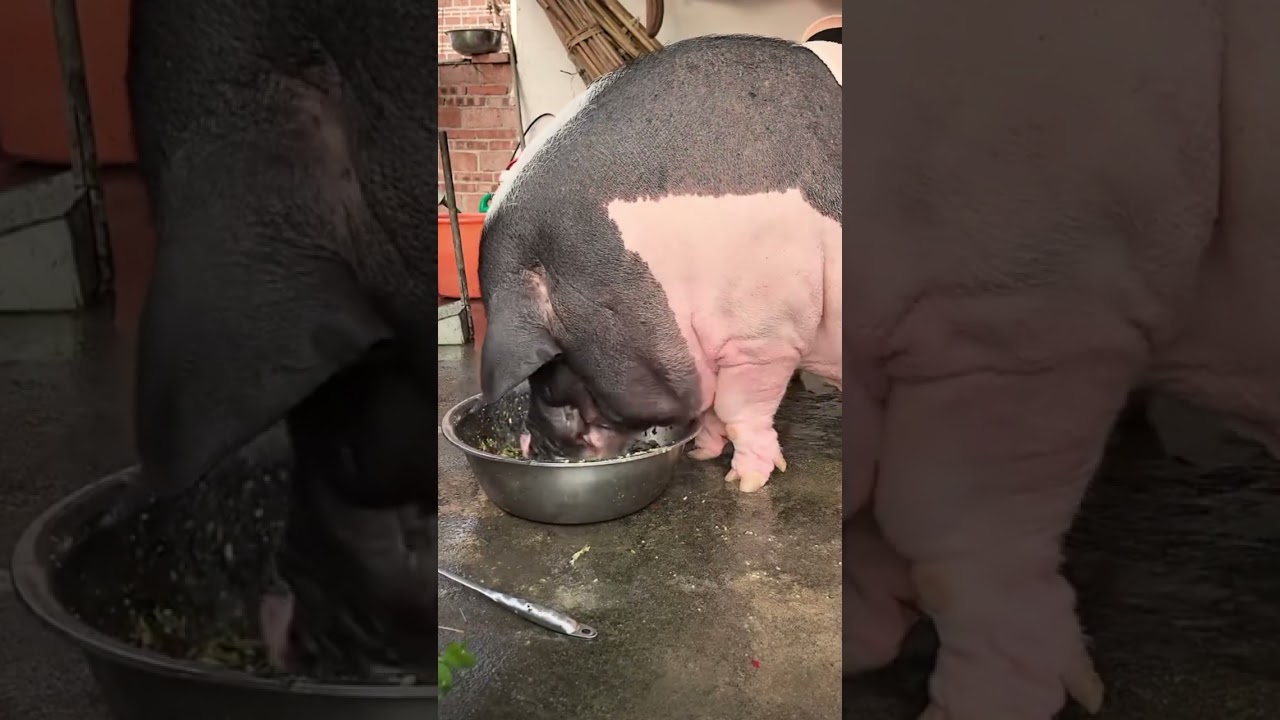PIGS EAT A LOT 🐷