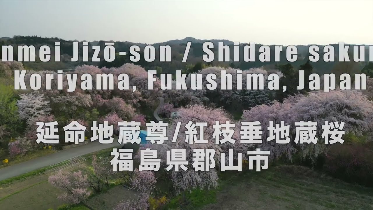 🌸 Beautiful Sakura Cherry Blossoms in Fukushima at Golden Hour