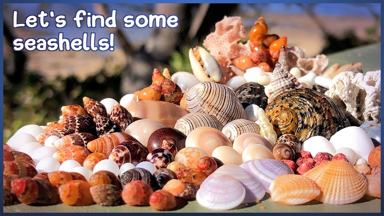Finding Microshells in the Shell Piles | Yellow Nerite! [Virtual Shelling]