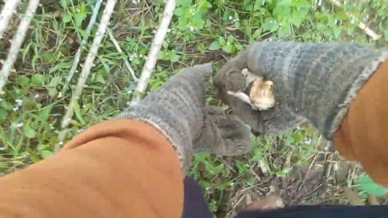Tetap setia di singkong bayeman bollo
