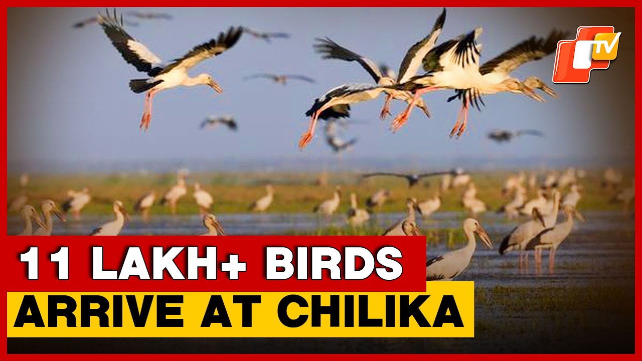 Chilika’s Bird Population Hits New High, Conservation Efforts Praised