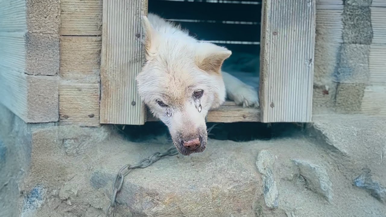 Chained and Left Behind After 15 Years, a Cancer-Stricken Dog Cries for His Owner
