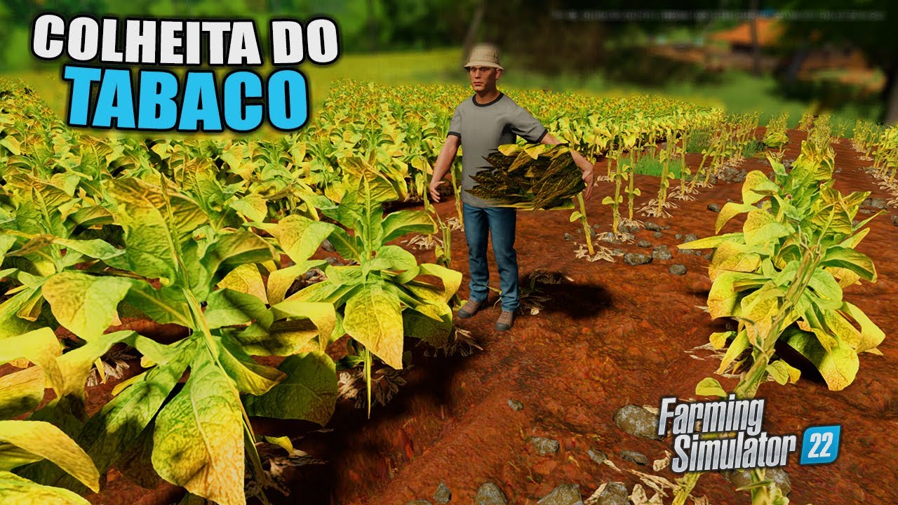 Constru&iacute; a estufa de tabaco mais come&ccedil;o da colheita manual do tabaco - FS 22 | Agronopolis 2.0 #11