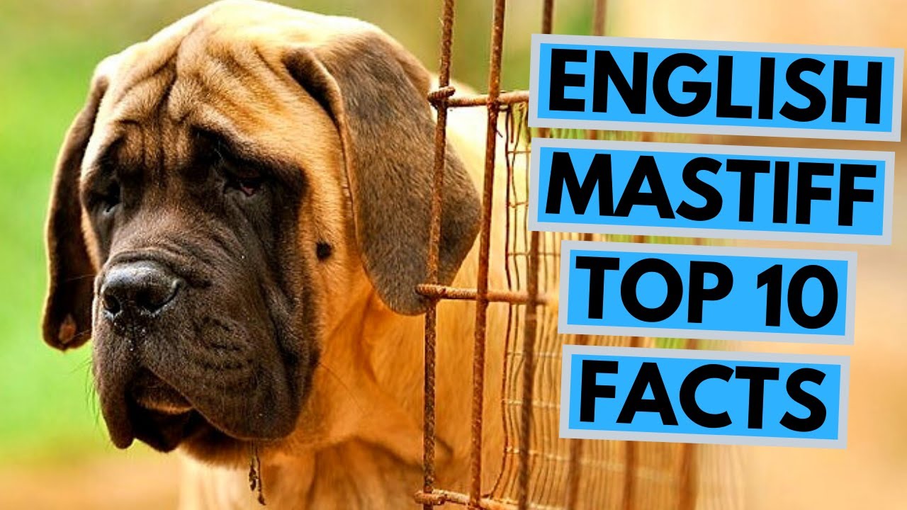 English Mastiff - TOP 10 Interesting Facts