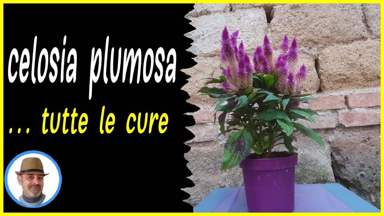 CELOSIA PLUMOSA🌳, tutte le cure