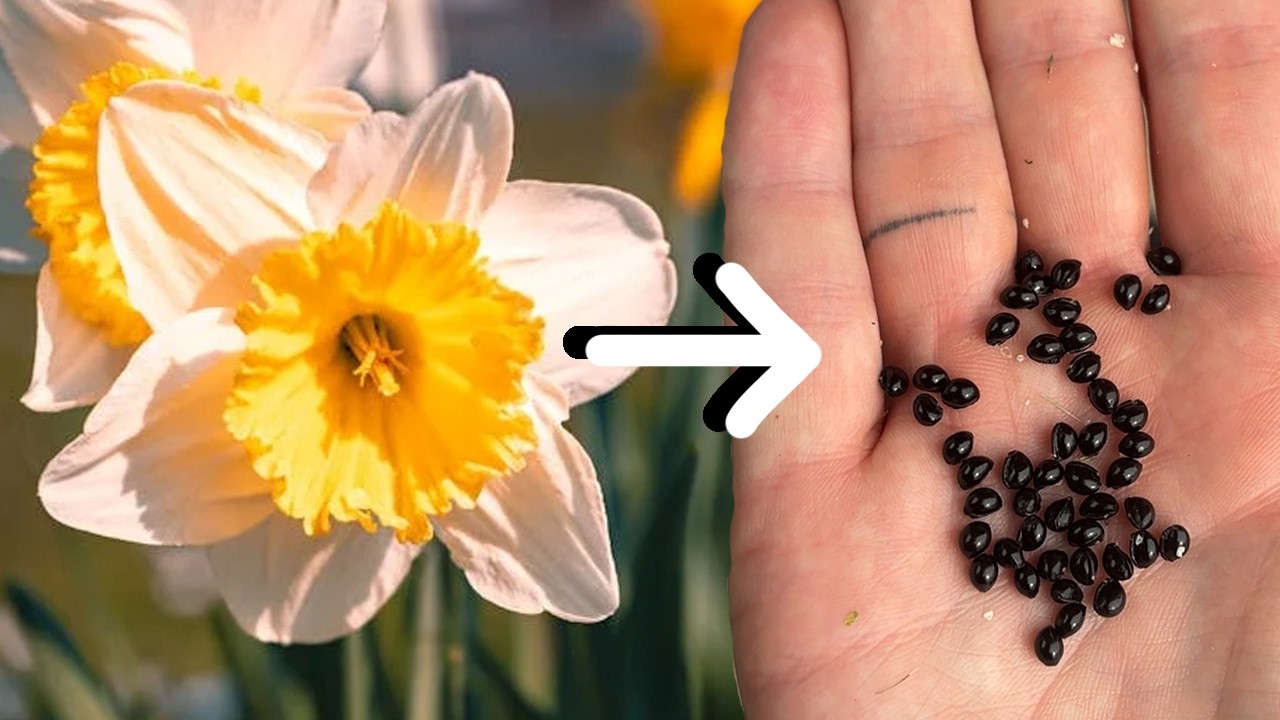 How to Collect and Save Daffodil Seeds