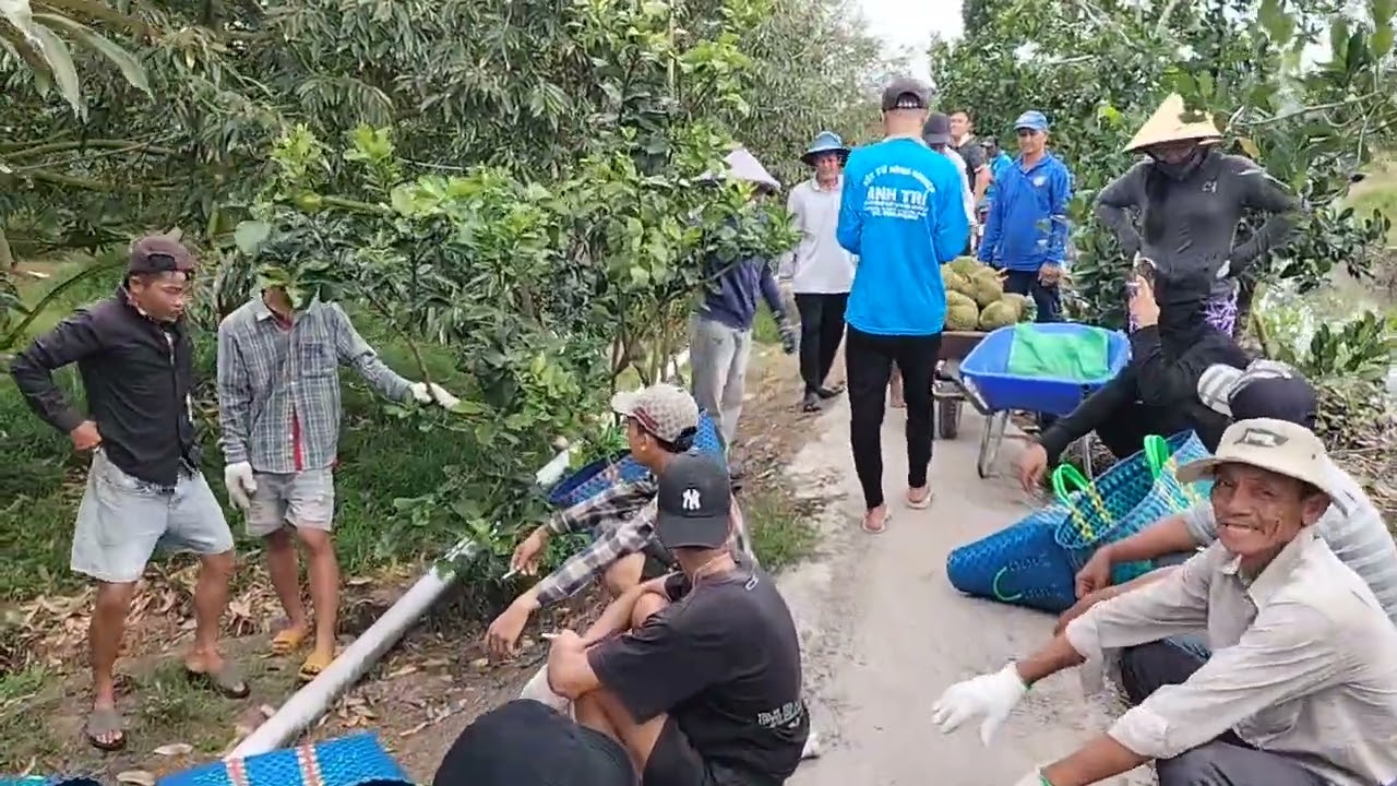 Thu hoạch Sầu Riêng 2026