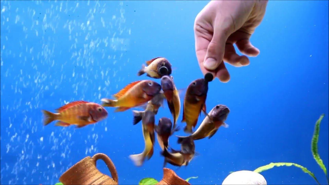 Tropheus Ilangi