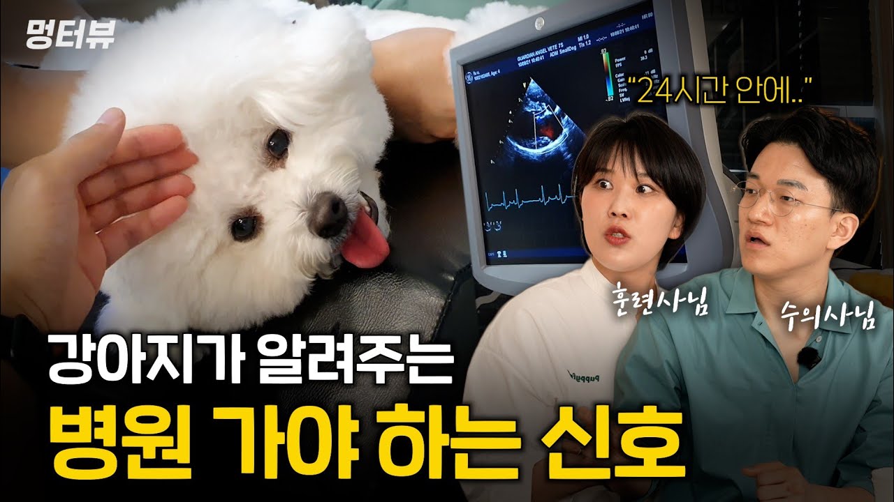 혀 내밀면 위험하다고? 대부분 모르는 강아지의 아프다는 신호들 | 멍터뷰ep.21