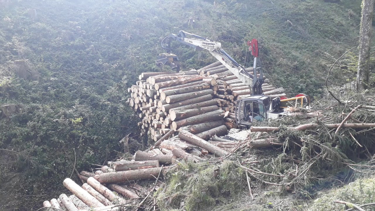 Prozessorbagger Terex TW 240 ZBH 58 Holz Priller Holzschl&auml;gerung