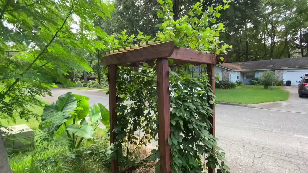 Florida Permaculture foodforest | Zone 9a