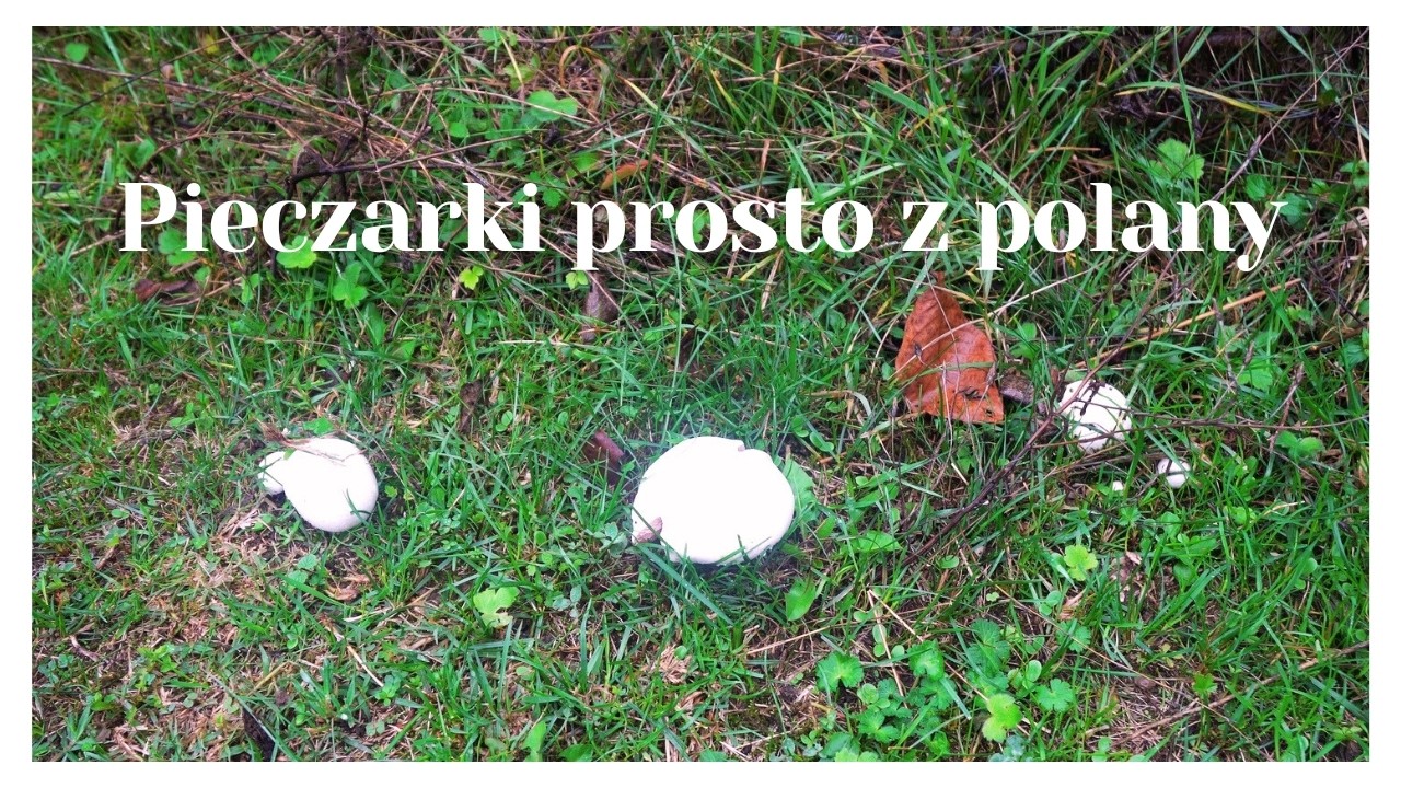 Zbieram pieczarki prosto z polany