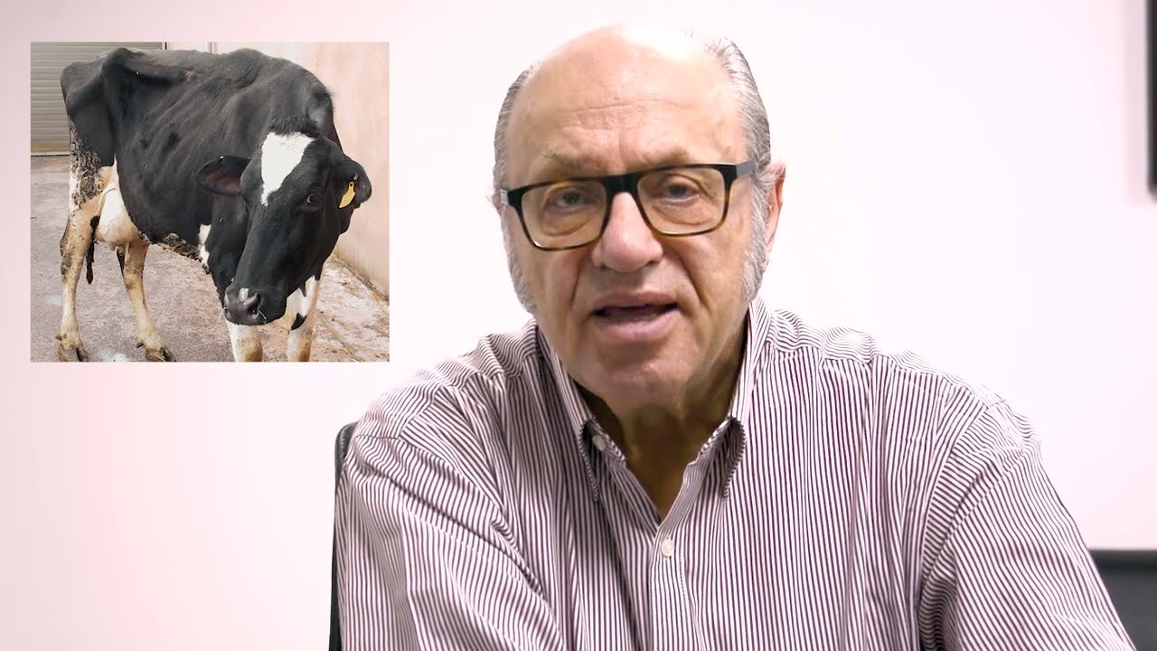 İNEKLERDE İSHAL GÖRÜLÜRSE