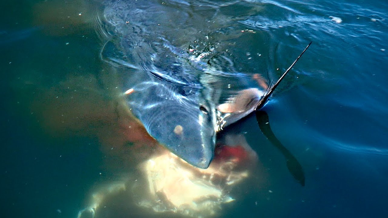 Man v Mako v Sword