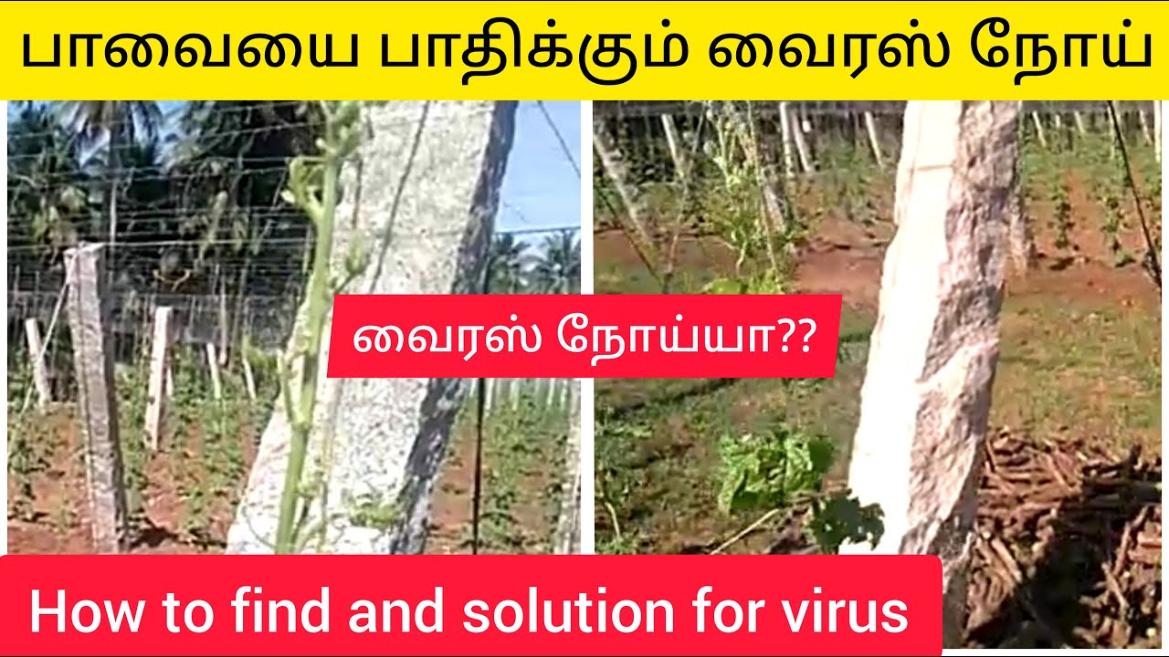 பாவையை பாதிக்கும் வைரஸ் நோய் How to find and solution virus