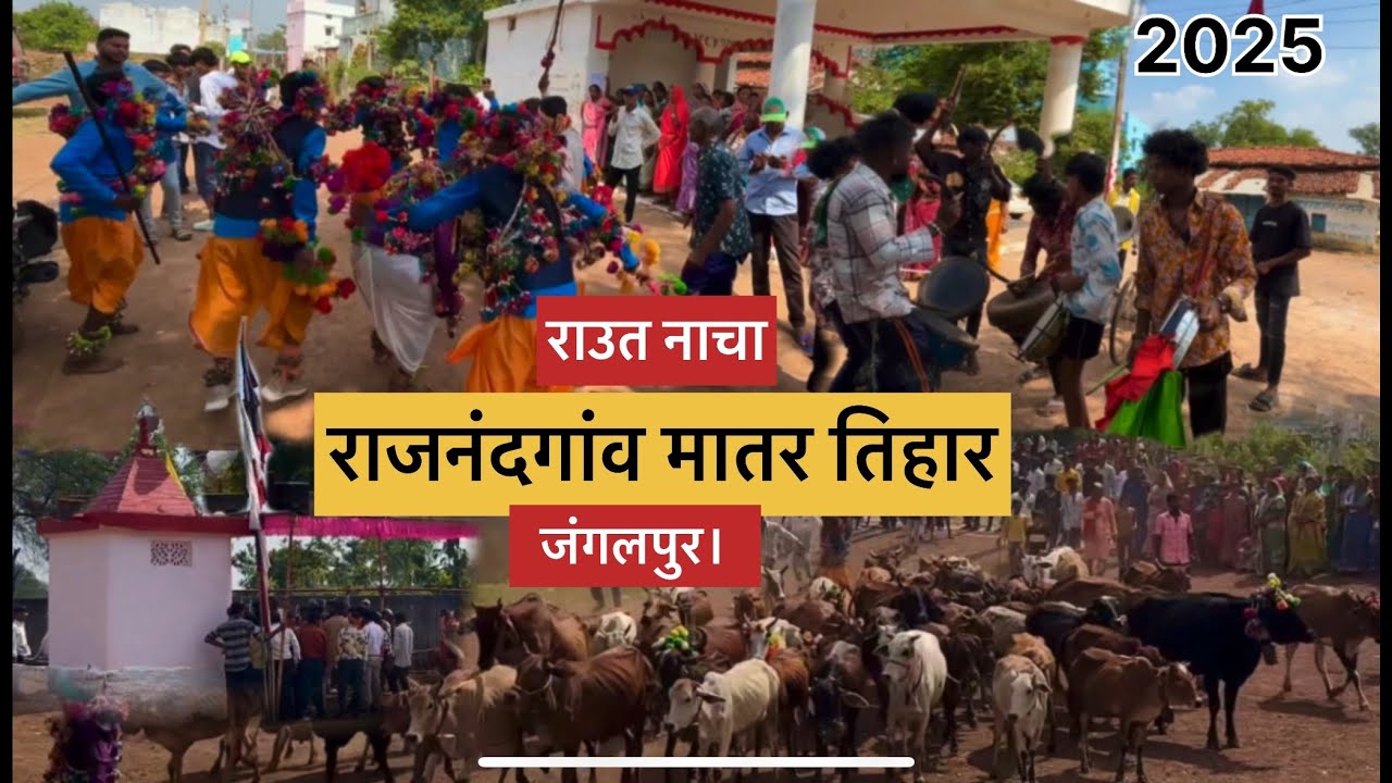 राजनांदगांव मातर त्यौहार 2025/जंगलपुर मातर तिहार Matar Tihar Festival.(Jangalpur matar)