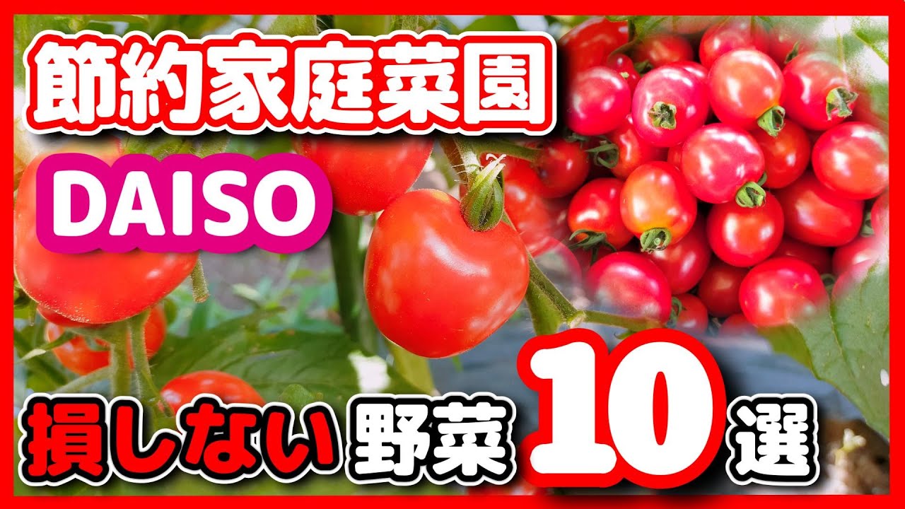 【野菜高騰に打ち勝つ】家庭菜園で節約しよう！ダイソー種でおすすめ10選