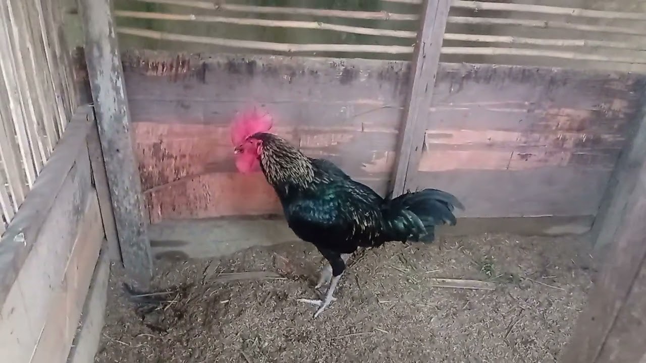 Kandang 3 partisi di Melola Farm, agar ayam bahagia 