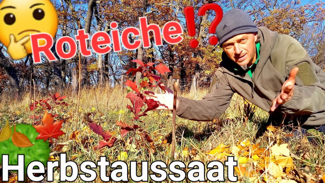 🍂 Herbstaussaat 🌳 mit oder ohne Roteicheln ⁉️ Castanea Sativa Hasel Wallnuss Traubeneiche #forst 
