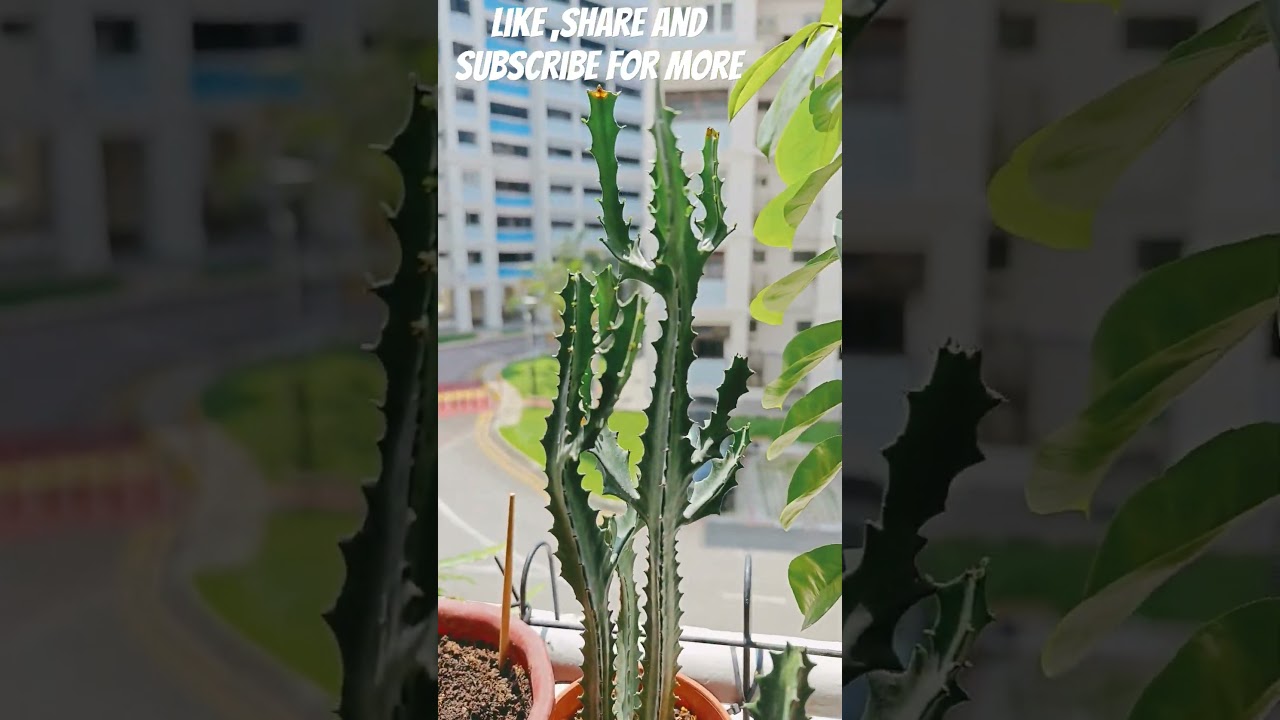 healthy plants#PlantHobby