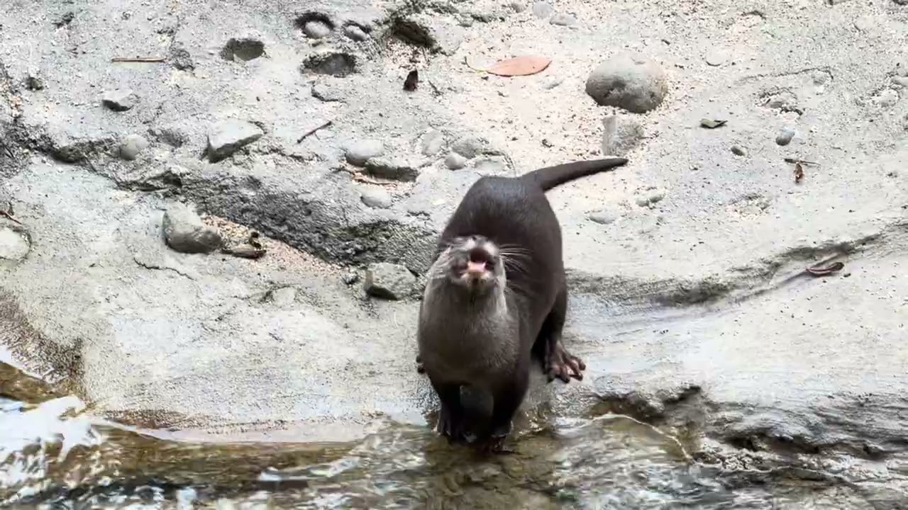 Watch OTTERS EAT! They are so cute!!! #santaanazoo