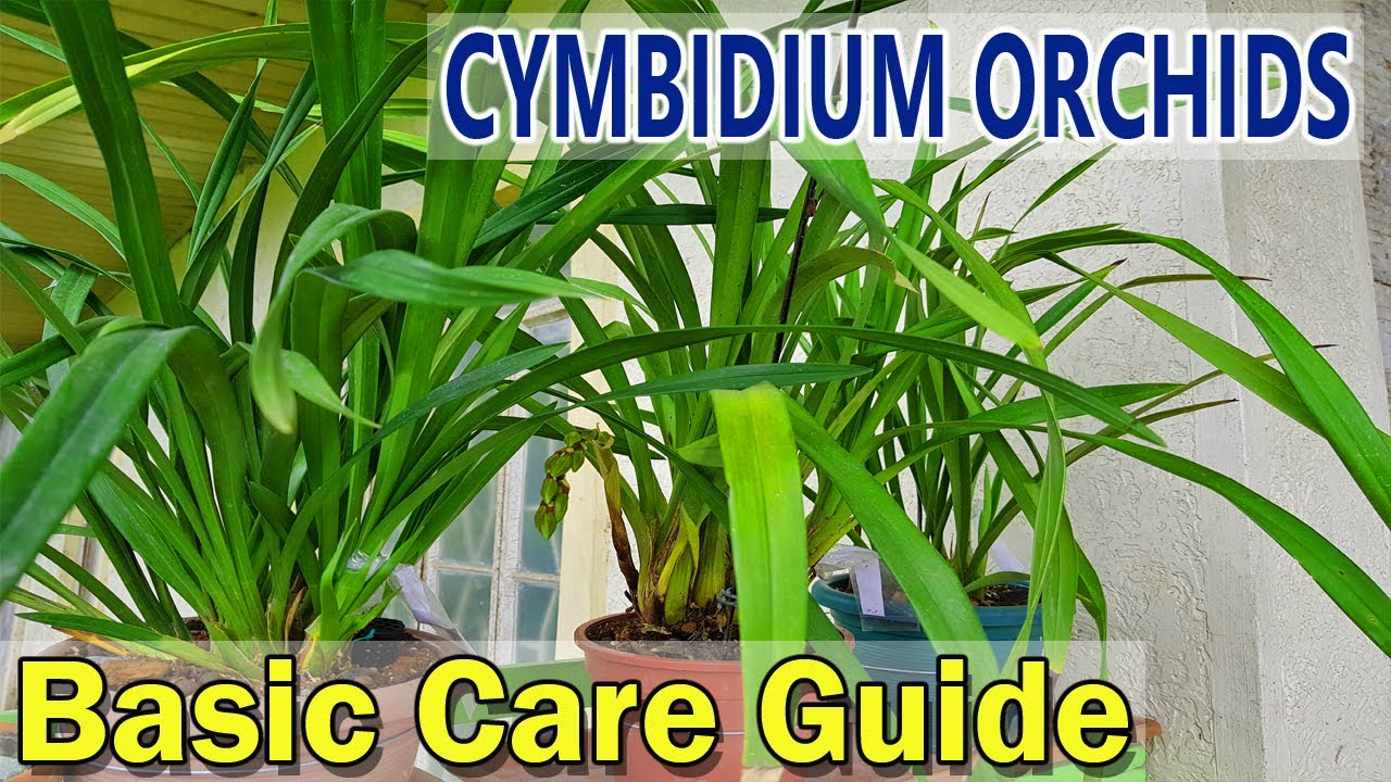 CYMBIDIUM ORCHID CARE and GUIDE