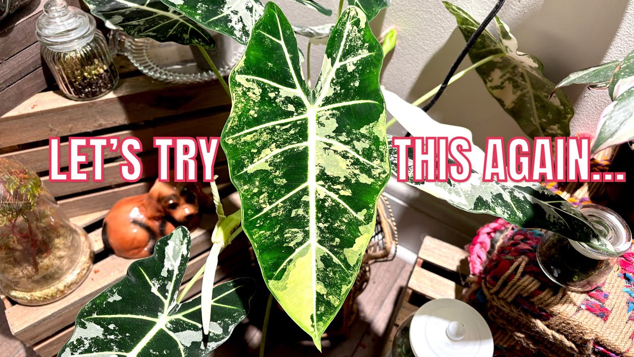 WILL THIS ALOCASIA POLLINATE?! Pollinating my Alocasia Freydek PART 2