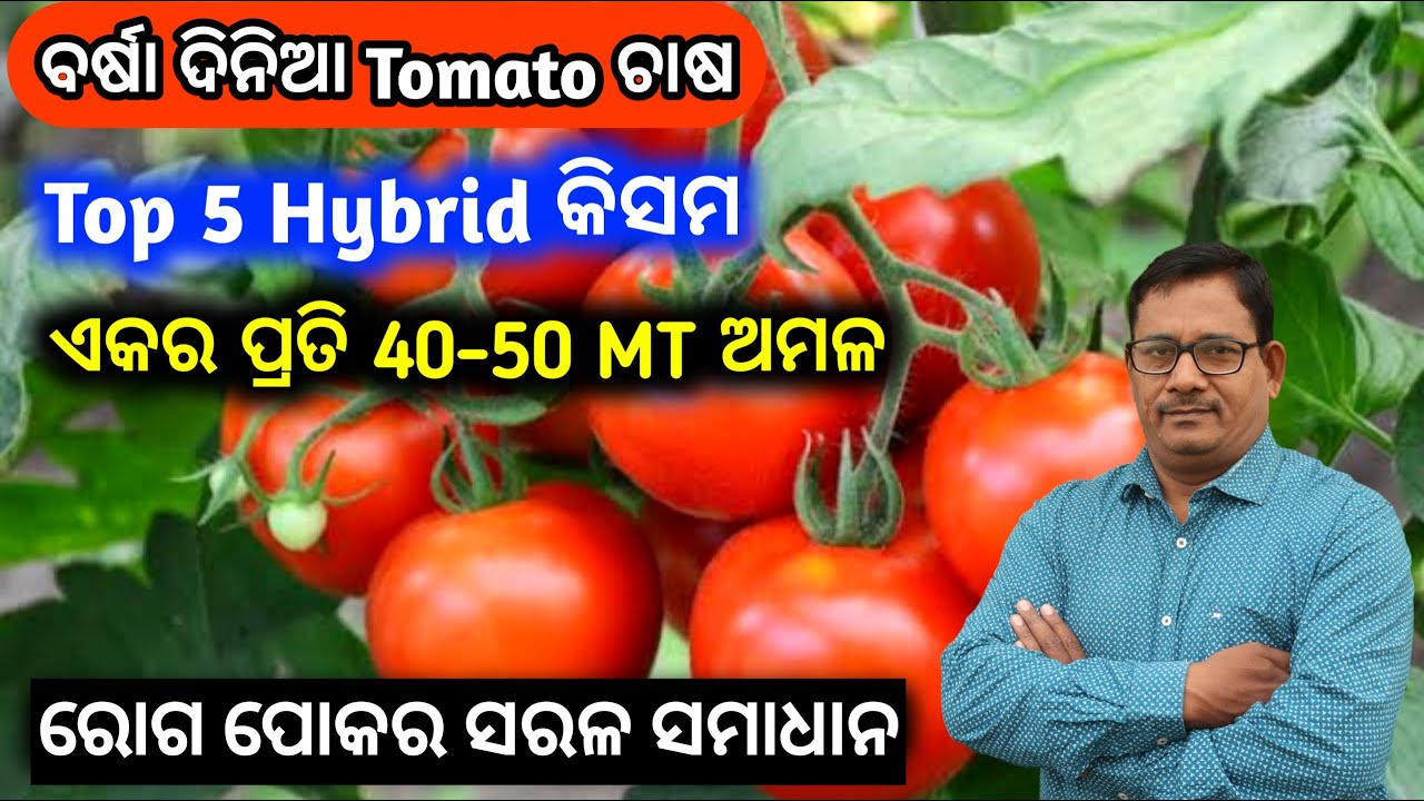 Rainy season Tomato Top 5 Hybrid variety ବର୍ଷା ଦିନିଆ Tomato ଏକର ପ୍ରତି 40-50 MT